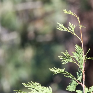 Sunlit Cedar Branch in Yosemite Winter Forest