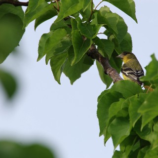 Yellow Finch Perched Among Fresh Green Birch Leaves