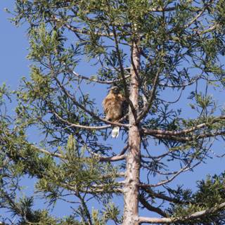 Perched Majesty