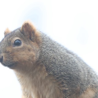 Alert Ground Squirrel Portrait in Natural Light