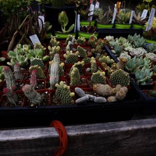 Captivating Cacti Collection