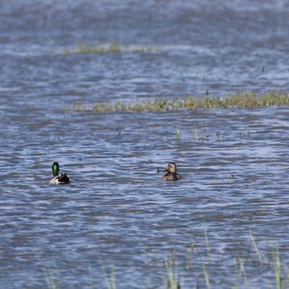Mallard Pair Swimming in Wetland Waters