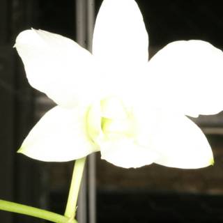 White Orchid with a Green Stem