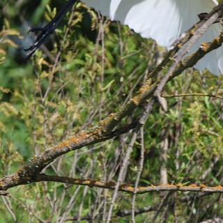 Lichen-Covered Branches Against White Egret in Wetlands