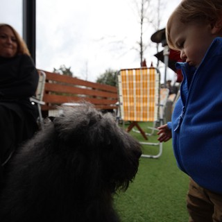 Child Meeting Fluffy Gray Dog at Outdoor Cafe