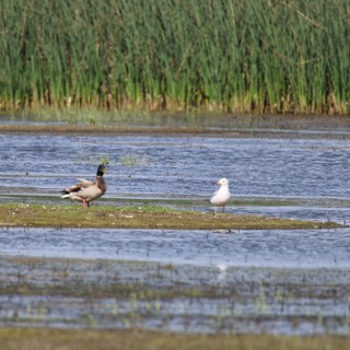 Mallard Duck and Gull Resting in Flooded Agricultural Field