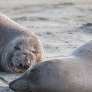 Elephant Seal Pups Resting on Sandy Beach