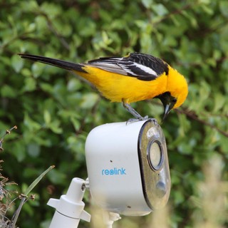 Hooded Oriole Perched on Security Camera