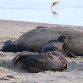 Elephant Seal Mother and Pups Resting on Beach