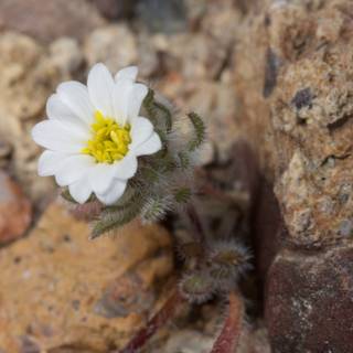Lone White Flower in the Rocky Terrain