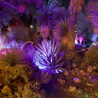 Enchanted Night at the Garden of D’Lights