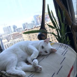 White Cat Relaxing Indoors