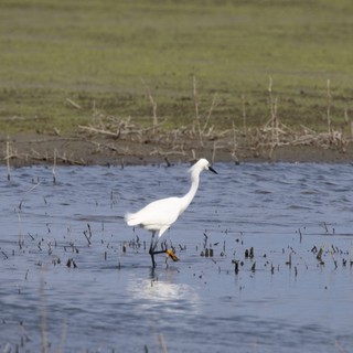 Snowy Egret Wading in Flooded Agricultural Field