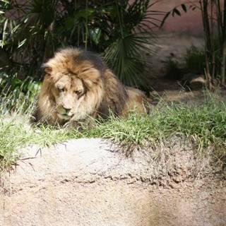 The King of the Jungle Takes a Break