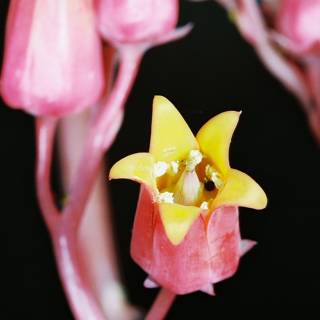 Pink Flower with Yellow Center