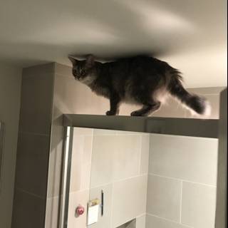 Shower Door Climbing