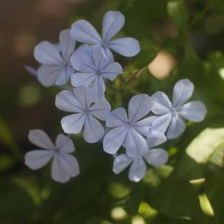 Blue Geraniums in Altadena