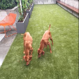 Happy Pups on Artificial Grass