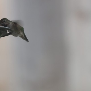 Anna's Hummingbird Feeding at Garden Feeder