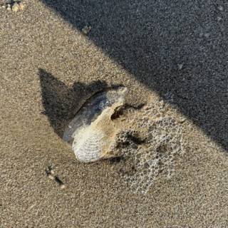Serenity in a Seashell