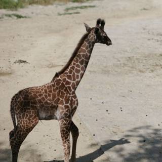 Adorable Baby Giraffe in the Wild