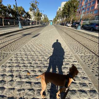 A Canine's Stroll on San Francisco's Cobblestone Streets