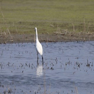 Great Egret Wading in Flooded Agricultural Field