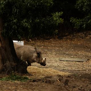 An Afternoon at Oakland Zoo: Majestic Rhinoceros in its Habitat