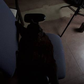 Moody Feline on a Chair