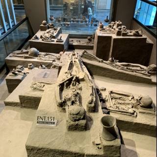 Unearthing the Past: A Display of Skeletons in a Museum