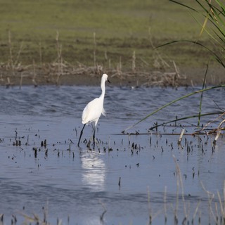 Great Egret Wading in Flooded Marshland at Golden Hour