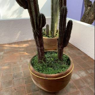 Potted Cactus on a Mexican Patio