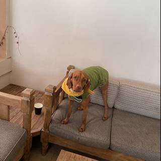 Stylish Pooch on the Couch