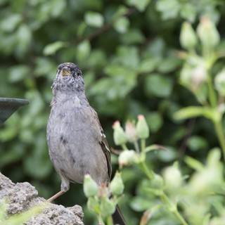 Young Sparrow Perched on Weathered Garden Fountain