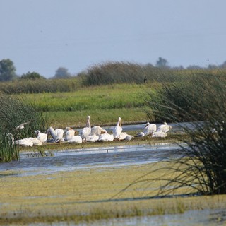 White Pelicans Resting in Wetland Marsh
