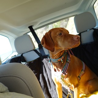 Dog Enjoying a Car Ride Adventure