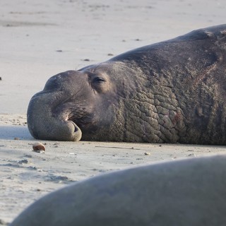 Elephant Seal Resting on Sandy Beach at Dusk