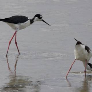 Elegant Dance of the Stilts