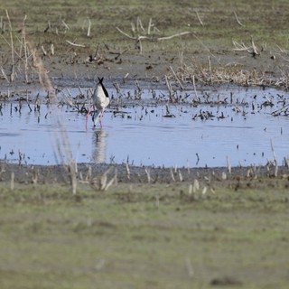 Black-necked Stilt Foraging in Flooded Agricultural Field
