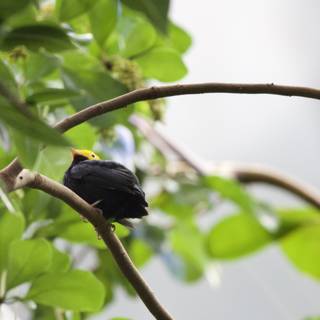 Perched Elegance