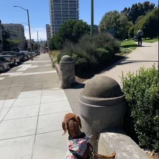 Curious Canine On the City Sidewalk