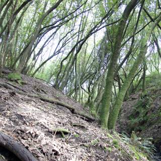 Serene Woodland Path
