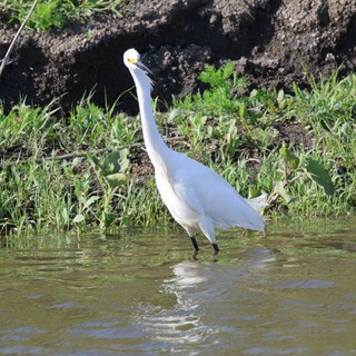 Snowy Egret Wading in Yolo Bypass Wetlands