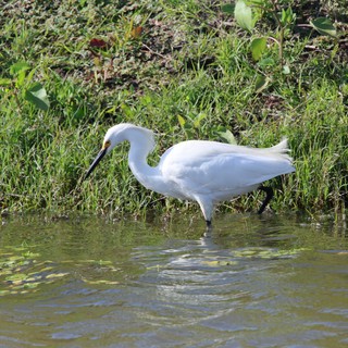 Little Egret Wading in Shallow Wetland Waters