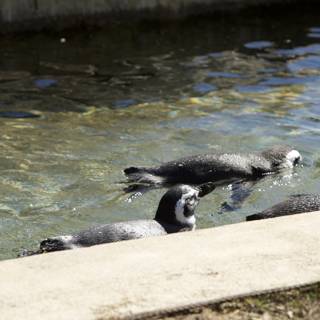 Penguin Party at SF Zoo, 2023