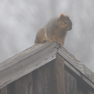 Curious Squirrel Perched on Wooden Birdhouse Peak