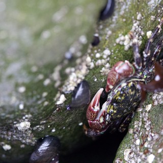 Shore Crab Clings to Algae-Covered Tidal Rock