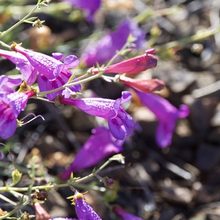 Desert Penstemon Blooms Glistening After Morning Rain