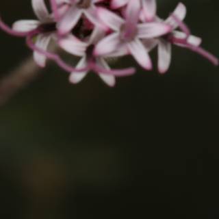 Blossoming Geranium