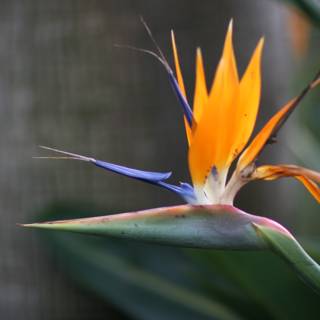Exquisite Bird of Paradise Flower